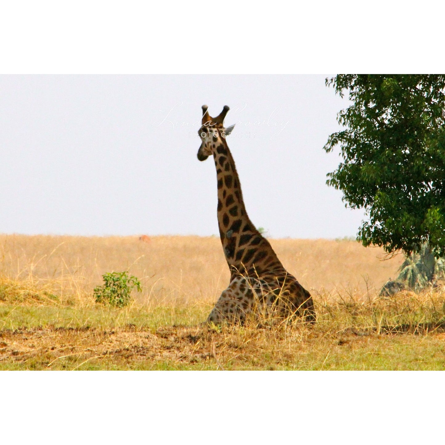 Rothschilds Giraffe