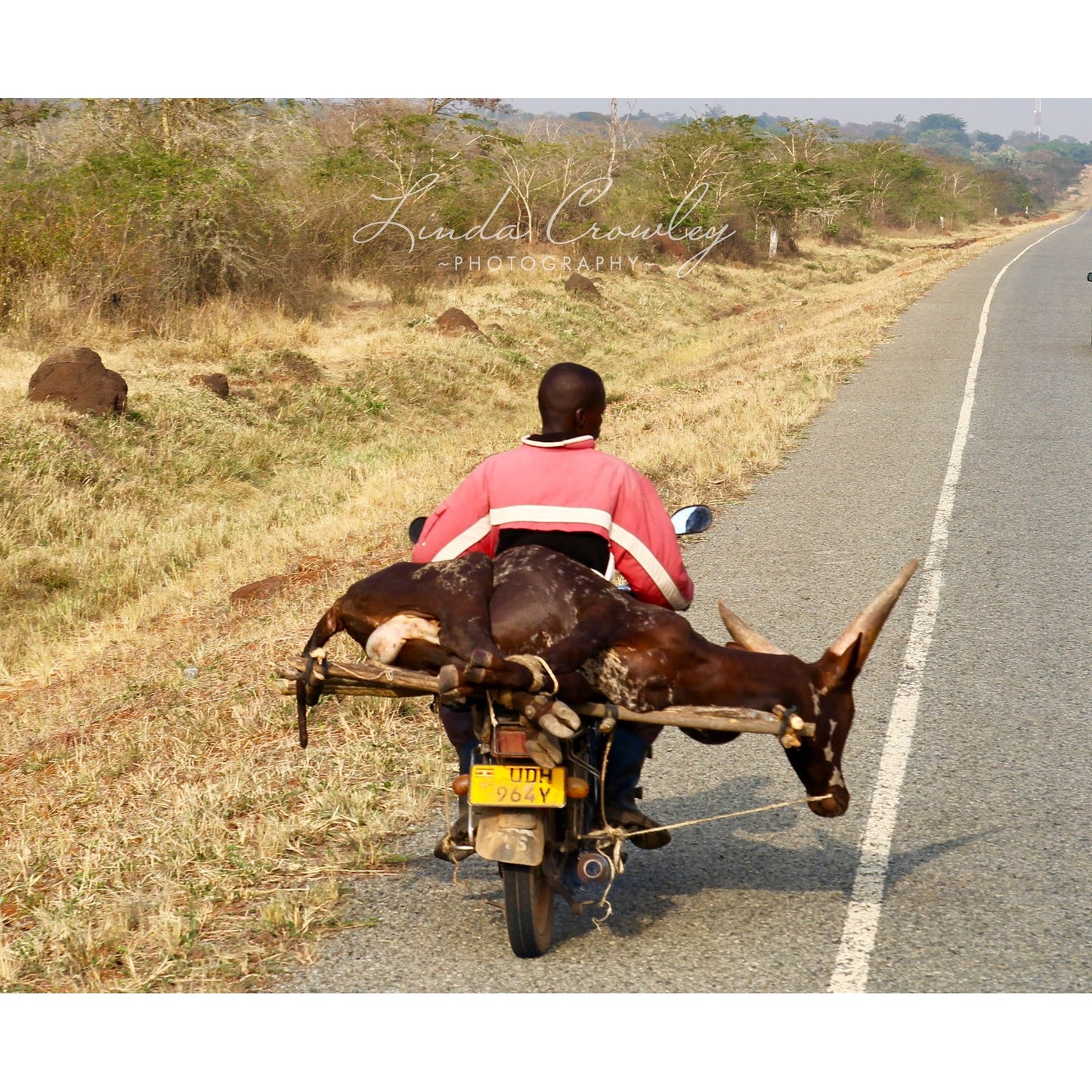 Cattle Hitching a Ride on a Boda Boda