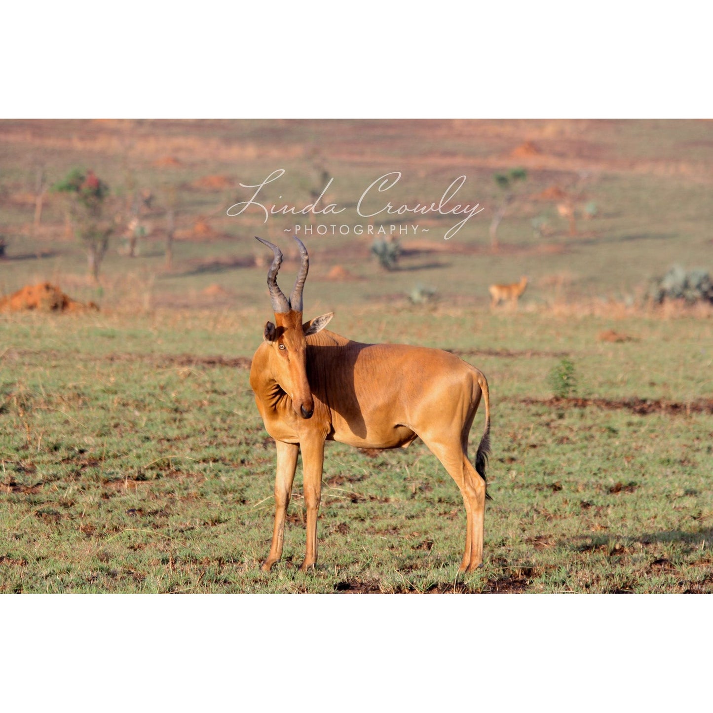 East Africa Impala