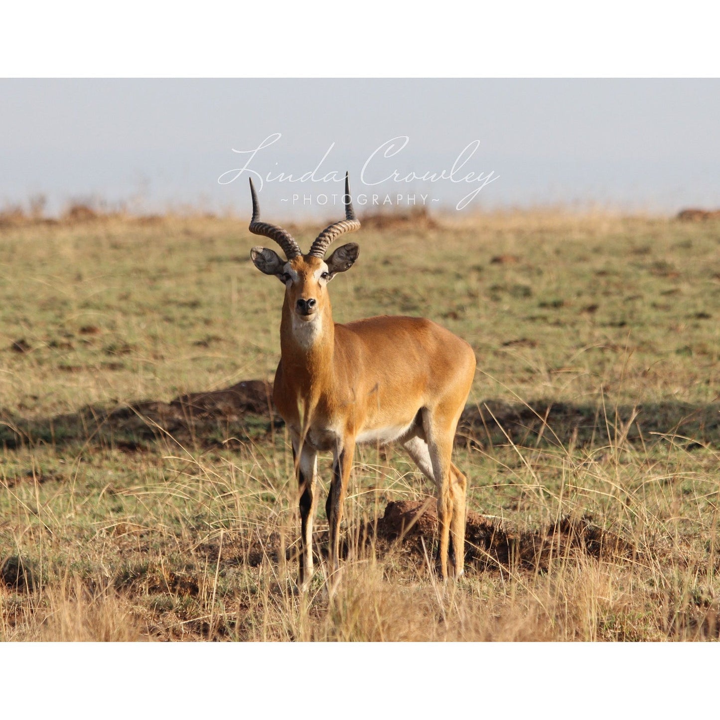 African Antelope