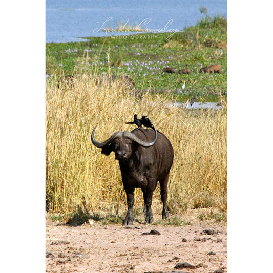 Cape Buffalo