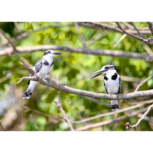 Pied Kingfisher Sisters