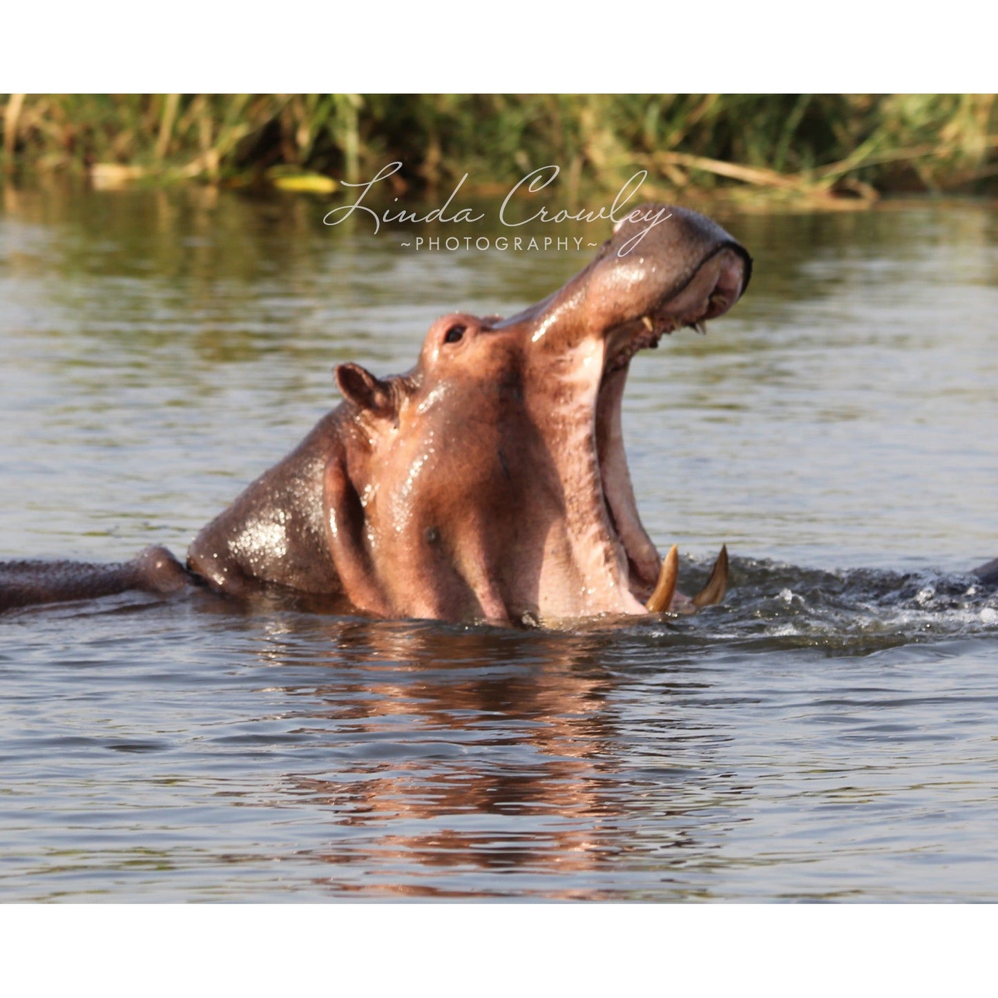 Yawning Hippo