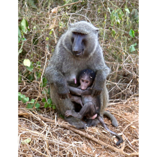 Mother and Baby Baboon