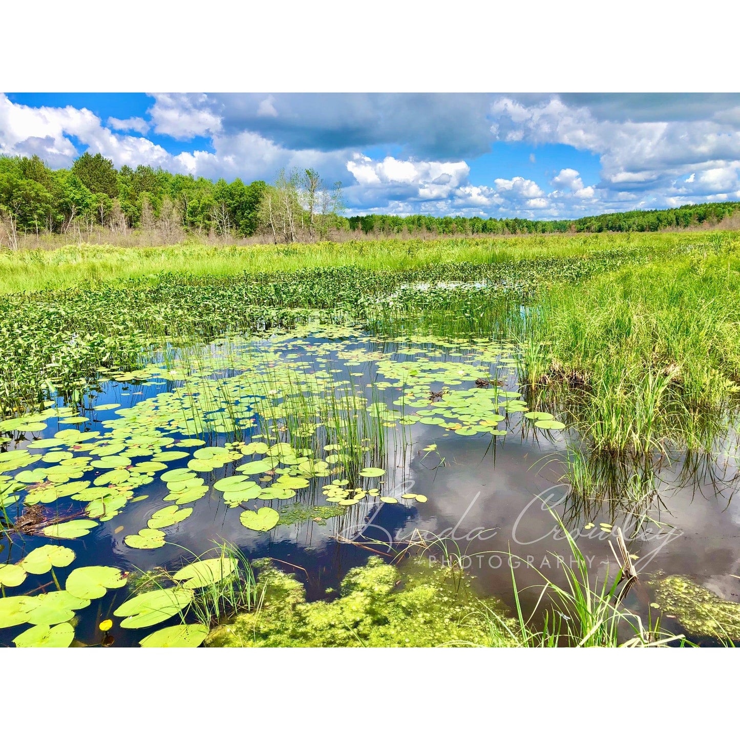 Lily Pads