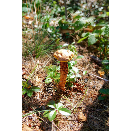 Happy Mushroom