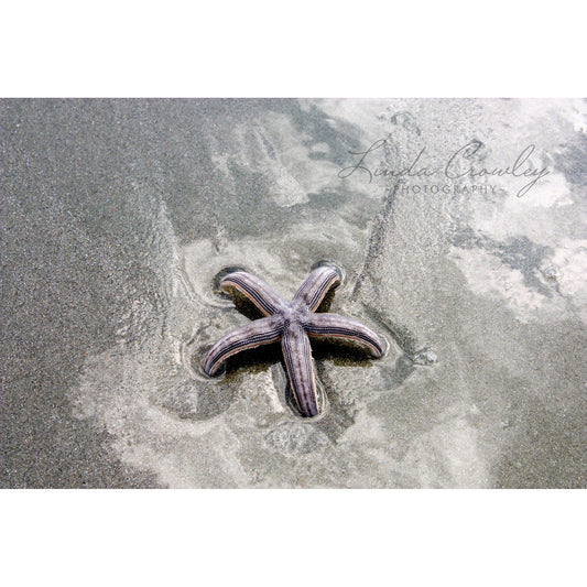 Starfish