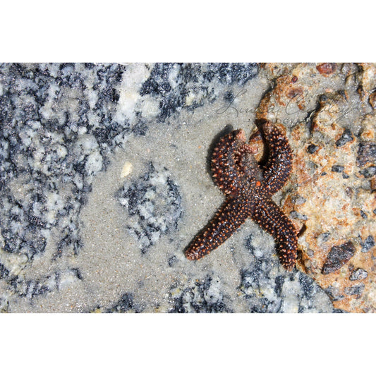 Starfish Beauty