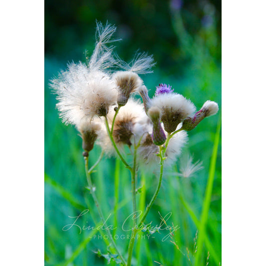 Milk Thistle