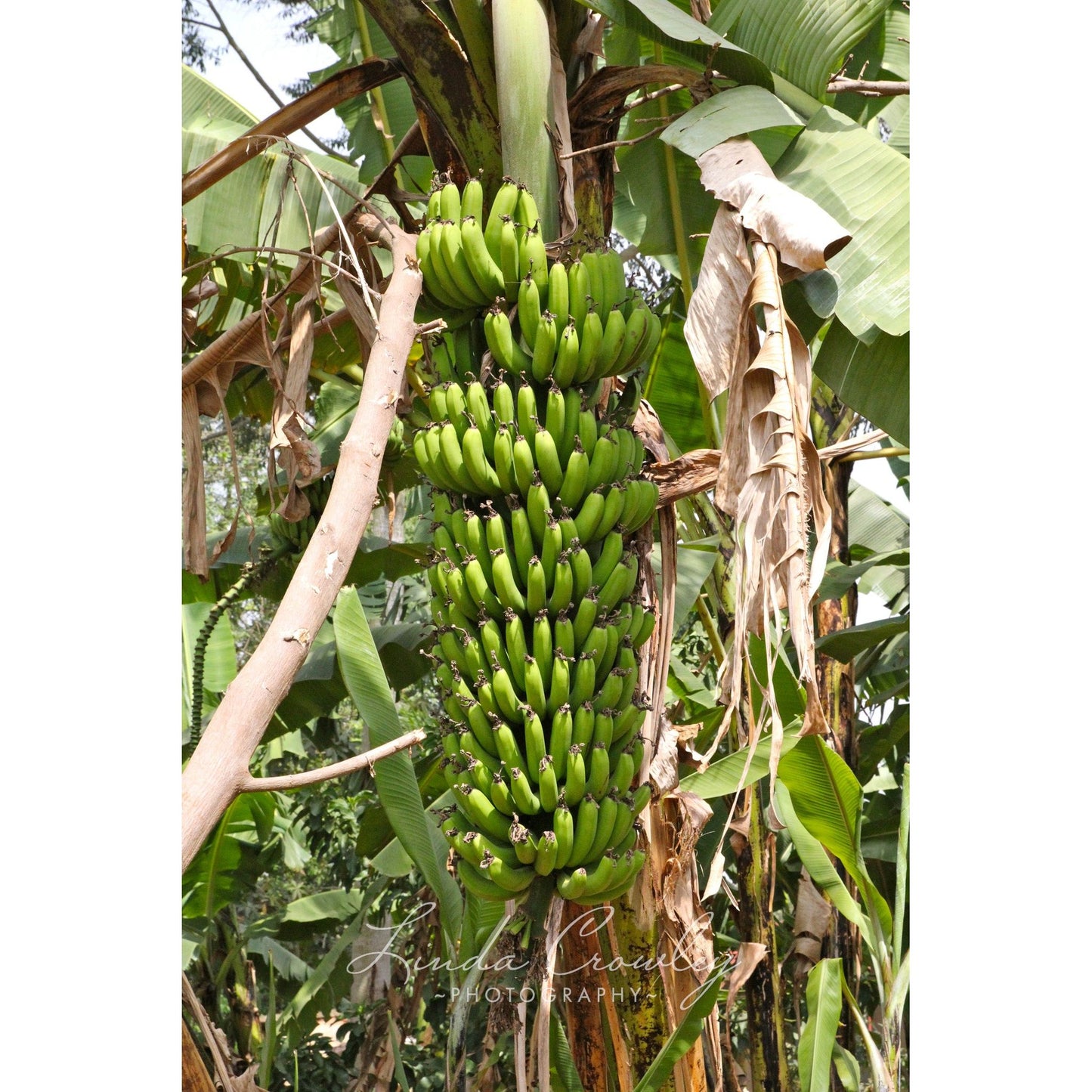 Banana Tree